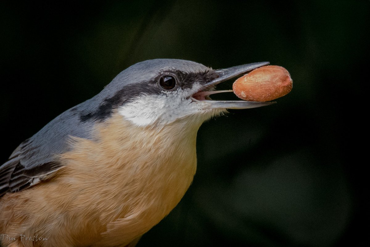 Nuthatch living up to its name. #cjurbanbirder #Competition <a href="/CJWildlife/">CJ Wildlife Bird Foods</a> #Wellington #Shropshire