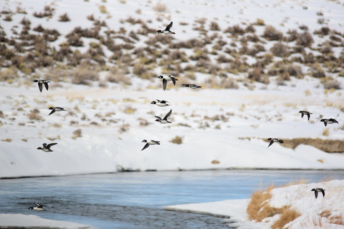 flock of common goldeneyes flying over river