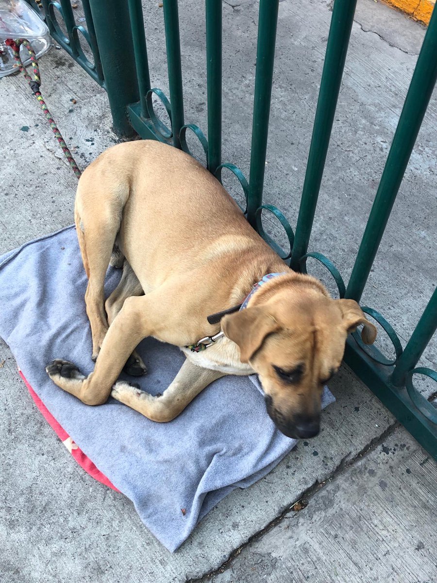 tlalpanpet's tweet photo. Nos piden compartir lo siguiente:

En los edificios Verdes que están en Periférico y Calzada Tlalpan encontraron un perrito, nadie lo ha reclamado y parece que sólo le darán hasta mañana antes de hablarle a la perrera https://t.co/AbbPLx3cqi