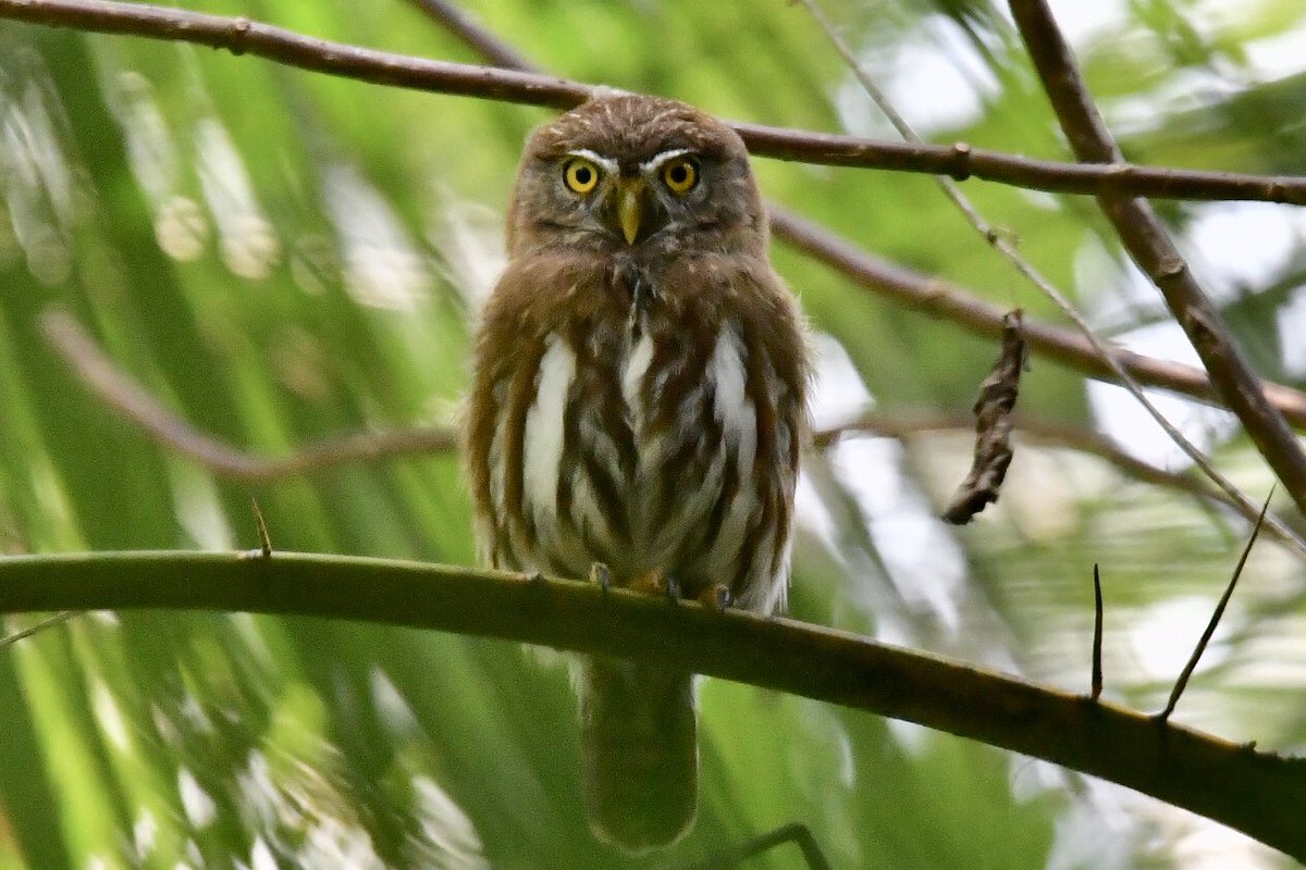 Ferruginous Pygmy Owl on branch, found while birding in Guatemala.