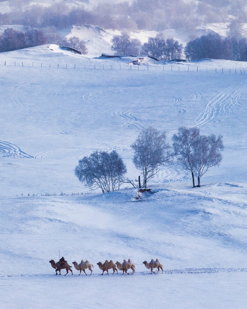 oneclick2go's tweet photo. The story of the sunrise in winter from Ulan Putong Meadows ... when frost meets snow and camels 🐪❄️ #china #dubai🇦🇪 #cardiff #london #usa #turkey🇹🇷 #egypt https://t.co/BQ7RS4jz7X