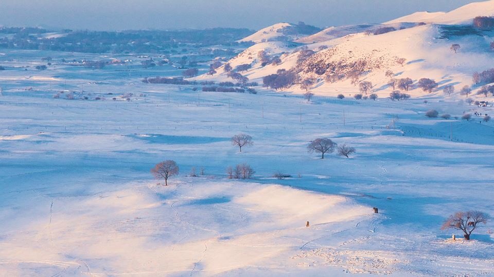 oneclick2go's tweet photo. The story of the sunrise in winter from Ulan Putong Meadows ... when frost meets snow and camels 🐪❄️ #china #dubai🇦🇪 #cardiff #london #usa #turkey🇹🇷 #egypt https://t.co/BQ7RS4jz7X