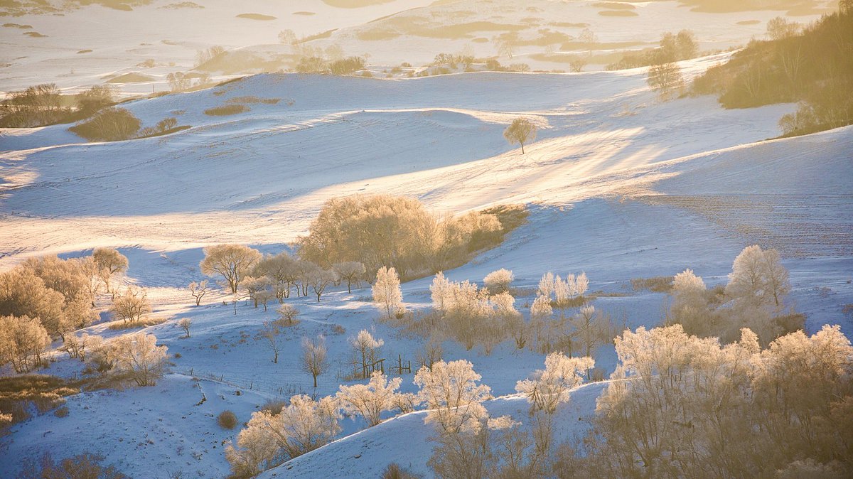 oneclick2go's tweet photo. The story of the sunrise in winter from Ulan Putong Meadows ... when frost meets snow and camels 🐪❄️ #china #dubai🇦🇪 #cardiff #london #usa #turkey🇹🇷 #egypt https://t.co/BQ7RS4jz7X