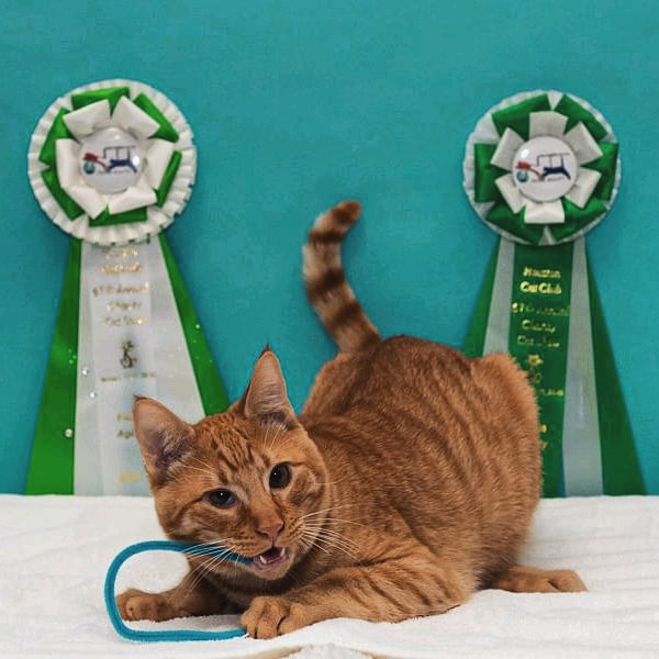 Friends4Lifeorg's tweet photo. #champions #nuffsaid (oh... and #adoptable) -- Jimmy + Parker
#felineagility #adoptme #adopt #sheltercatsofinstagram #catagility #winner #champion #jimmy #parker #catsofinstagram #instacats #behavior #catbehavior #enrichment #training #catraining #everyanimalmatters https://t.co/v49JmQtdrA