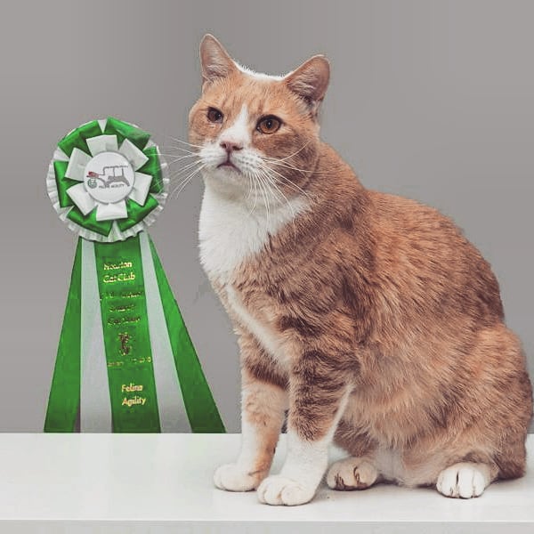 Friends4Lifeorg's tweet photo. #champions #nuffsaid (oh... and #adoptable) -- Jimmy + Parker
#felineagility #adoptme #adopt #sheltercatsofinstagram #catagility #winner #champion #jimmy #parker #catsofinstagram #instacats #behavior #catbehavior #enrichment #training #catraining #everyanimalmatters https://t.co/v49JmQtdrA
