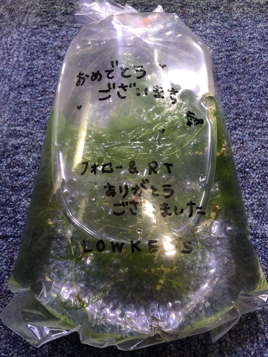 zero_squad02's tweet image. 先程、ローキーズインターナショナルさんからプレゼント企画のレッドビー到着しました(^-^)

丁寧な梱包で可愛らしいメッセージが袋に書かれてました。

今から水合わせします！

ローキーズインターナショナルさんありがとうございました😊