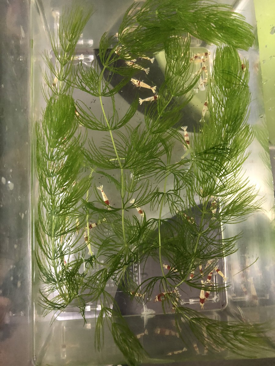 zero_squad02's tweet image. 先程、ローキーズインターナショナルさんからプレゼント企画のレッドビー到着しました(^-^)

丁寧な梱包で可愛らしいメッセージが袋に書かれてました。

今から水合わせします！

ローキーズインターナショナルさんありがとうございました😊