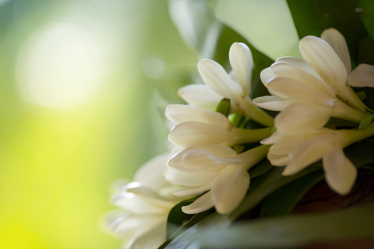 タヒチ観光局 公式 ティアレ タヒチはその名の通りタヒチの島々を象徴するお花です この香りがとても強い白い花は ティアレ タヒチ クラウン 首飾り として使用されます Tahiti Tourisme