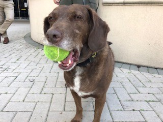 #K9 Deputy Yoshi, a Labrador Retriever, is hard at work, protecting our county by conducting explosive detection sweeps