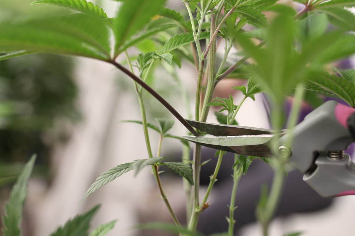 GTIGrows's tweet photo. We’re honored to promote well-being through the power of #cannabis. #GTIGrows https://t.co/G9NN235p15