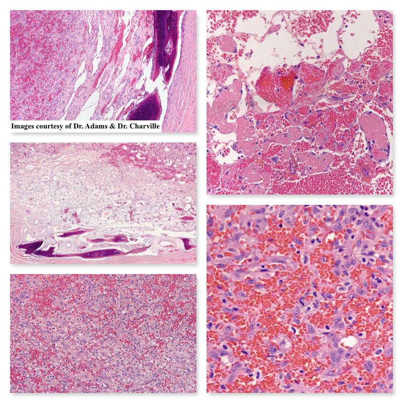 South Bay Pathology tweet media