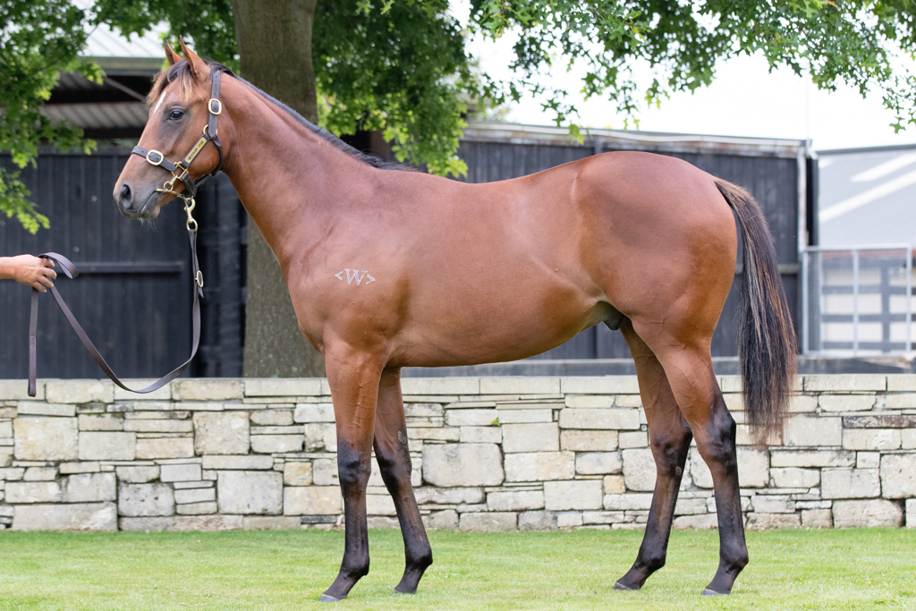 Delighted to secure the half brother to fellow JJR horse and impressive last start winner Room Number (Reliable Man) at the <a href="/KarakaChat/">New Zealand Bloodstock</a> Sales. Lot 745 for 67.5k. Vadamos x Modern Lady! 😋 #josephjonesracing #Karaka #NZ