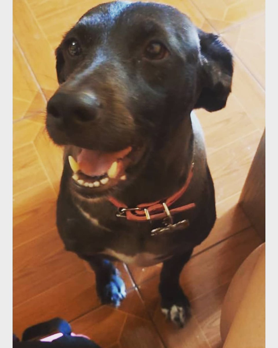 jelougata's tweet photo. Estoy amando está ilustración , gente adopte perritos y si son negritos es mucho mejor , traen suerte y sobre todo amor , aqui mi lunita https://t.co/lIHCt0oiKv