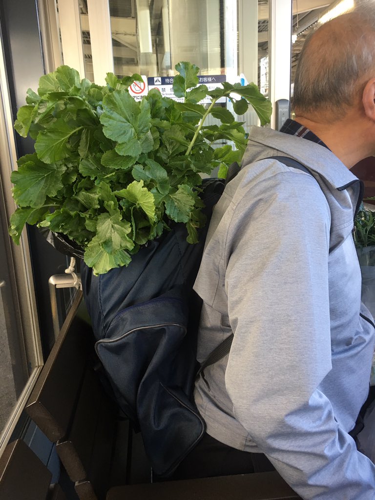 takechan04081's tweet photo. 阪急の駅で大量の大根背負ってるおじいちゃんに遭遇した笑笑　
今年は大量に獲れてるから1本50円で売ってたからとりあえずリュックに入るだけ買ったらしい
#大根 #お化け大根 #今年は豊作 https://t.co/hHe81yp9XV