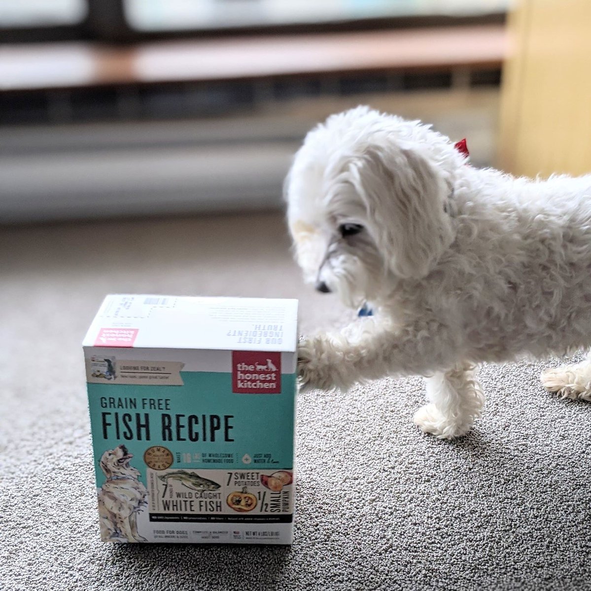 honestkitchen's tweet photo. We can’t blame Coco for being direct!🐾
Which recipe does your pup beg for?
📷: @peacockandfig
#honestkitchen #thk #healthydogfood #healthydog #dogfood #humangrade #dogobsessed #dogtreats #foodfordogs #fishdogfood https://t.co/DftPTu0gAb