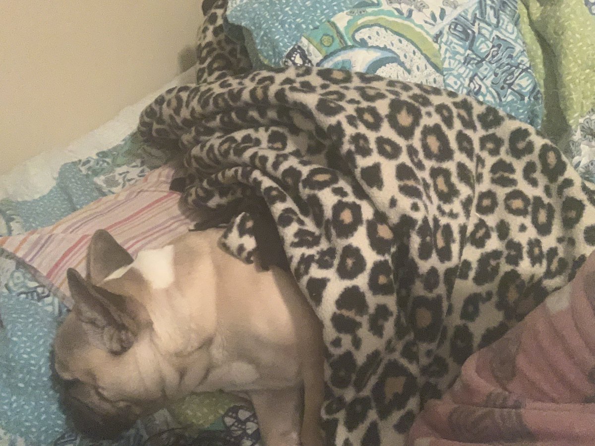 BatboyWalk's tweet image. Night night