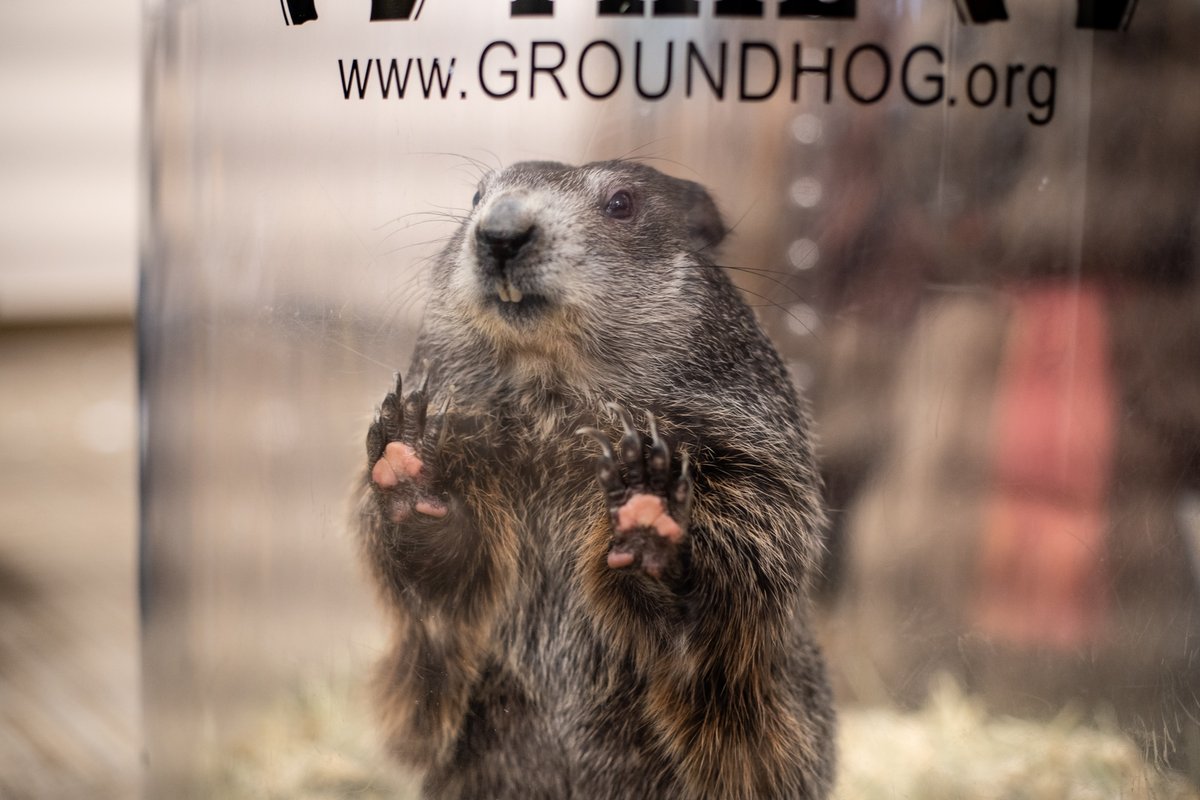 VeryLocalPGH's tweet photo. Ep. 13 of our podcast is filled with fun facts about Punxsutawney Phil. We made the trip up to Gobbler's Knob last week to talk with two members of the @GroundhogClub's Inner Circle.  Listen here: https://t.co/UGPiA27RPV https://t.co/7v9KKLHlnj
