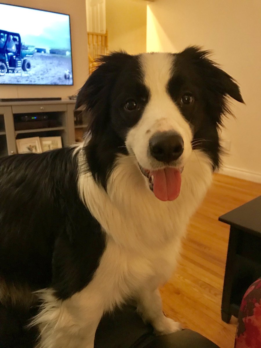 This good boi supports my mental health every day ❤️ #BellLetsTalk