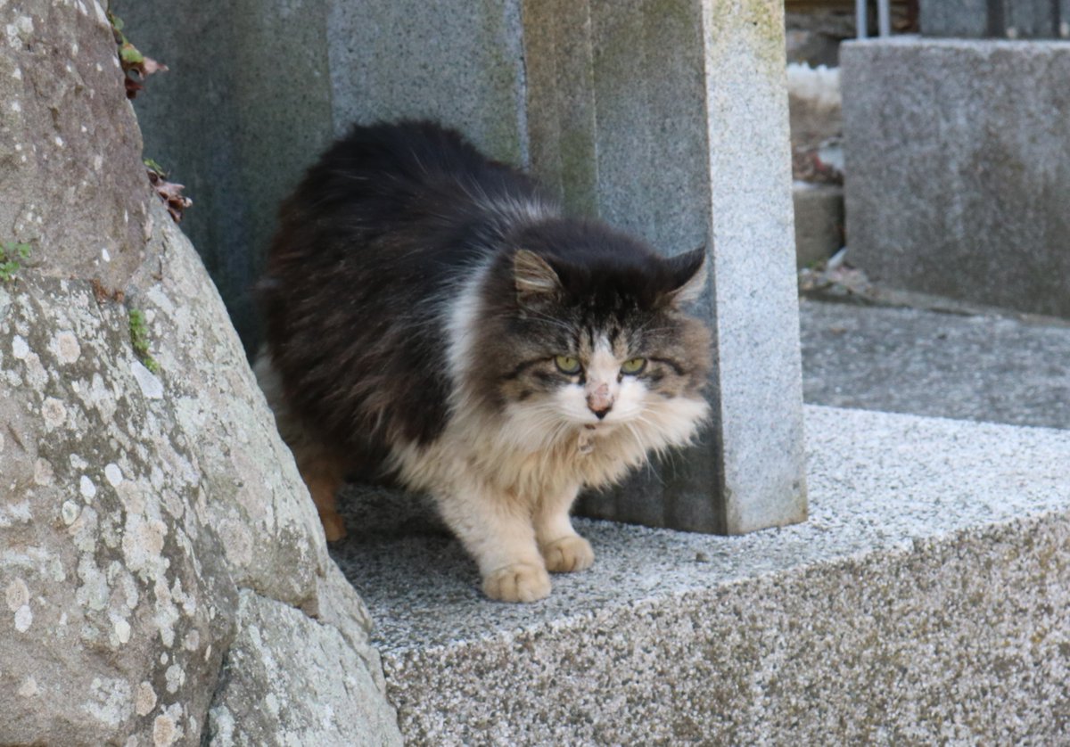 猫の島 青島 V Twitter この猫の名前は幸 さち 猫の楽園の島にも いじめ はあります この猫は いじめられっ子 です 鼻の頭に傷があります 首の下の白い毛が汚れています 朝ごはんを食べたがっていますが 朝ごはんを食べずに奥の方に行きました