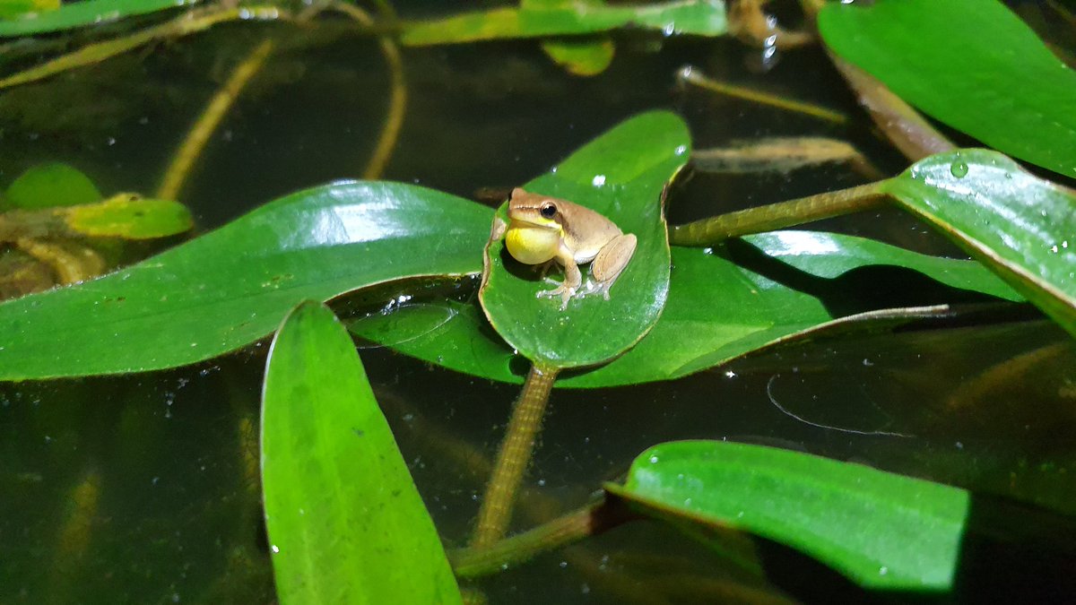 DeanLenga's tweet photo. Great range of animals spotted when frogging last night after the rain we got! #WildOz #frogging @BiologyUon https://t.co/O0VW6GxG2o
