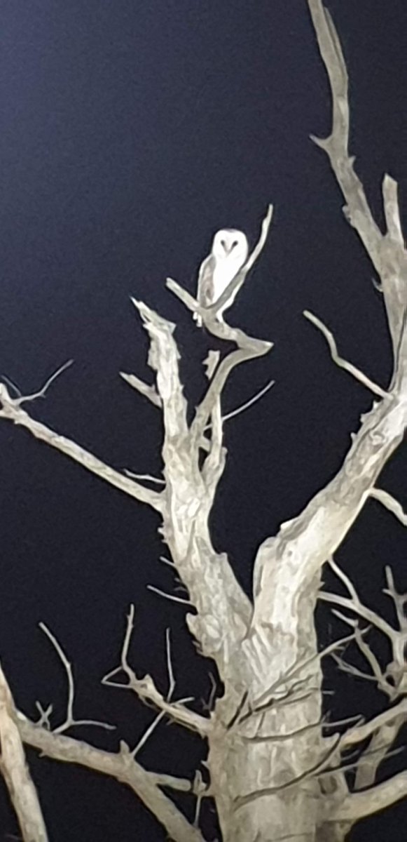DeanLenga's tweet photo. Great range of animals spotted when frogging last night after the rain we got! #WildOz #frogging @BiologyUon https://t.co/O0VW6GxG2o