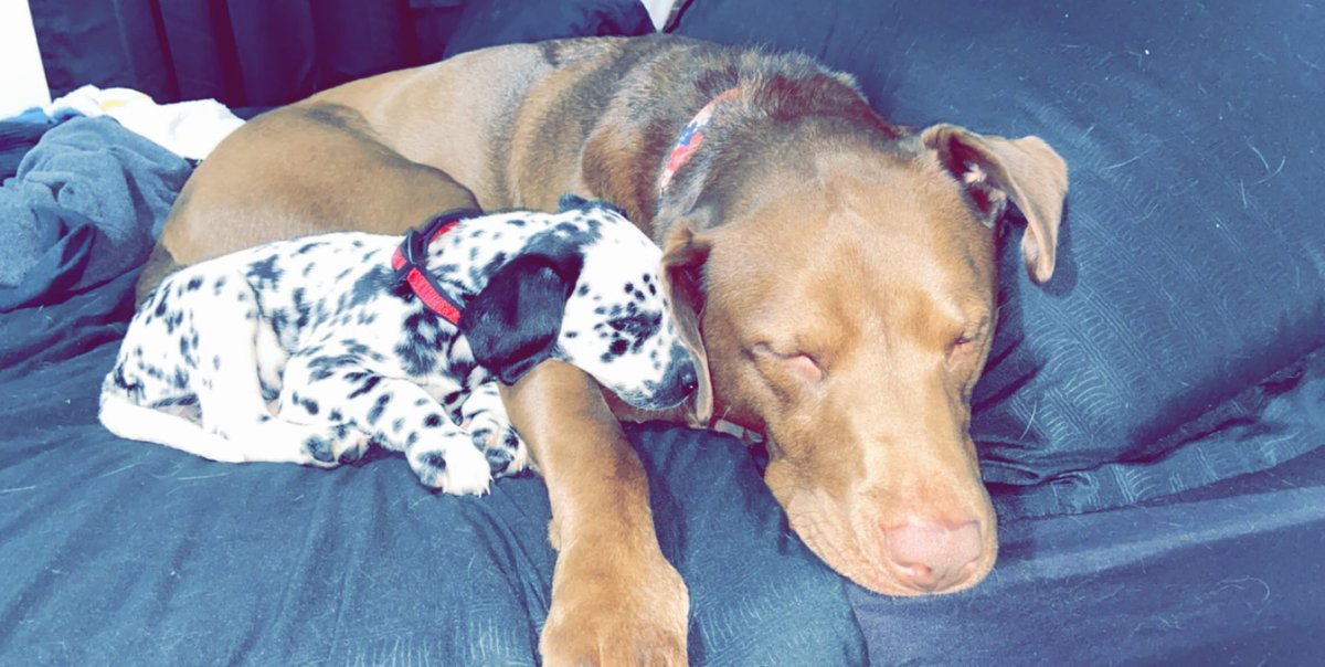 TylerSternadel's tweet photo. Thought the new pup was worth sharing. Welcome to the family, Shiloh🖤🤍 https://t.co/6ZDlOugpbg