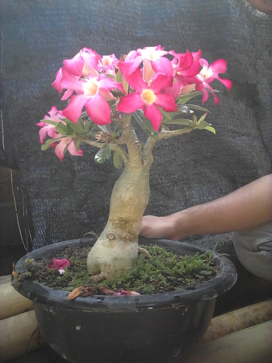 HandokoIndung's tweet photo. Wa 085954665299
#bonsaimurah
#bonsais
#bonsailovers
#bonsaitree
#bonsaigarden
#bonsailokal
#bonsaiindonesia
#bonsaifamily
#adenium
#obesum
#obessum
#arabicum
#adeniumprokar
#bonsai
#bonsaiindonesia
#tanaman
#adeniumbonsai
#adeniumlovers
#adeniumflower https://t.co/tRIPBmlYdg