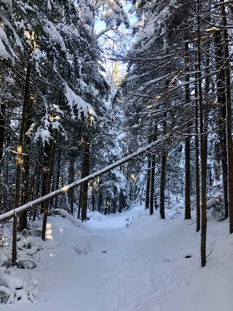 Cobble Hill trail in Lake Placid, brought to you by private landowners. Conservation-minded people make this community-connected hiking trail possible. We thank all who have protected and granted access to this beautiful spot, and to all who respect it. #conservationeasement