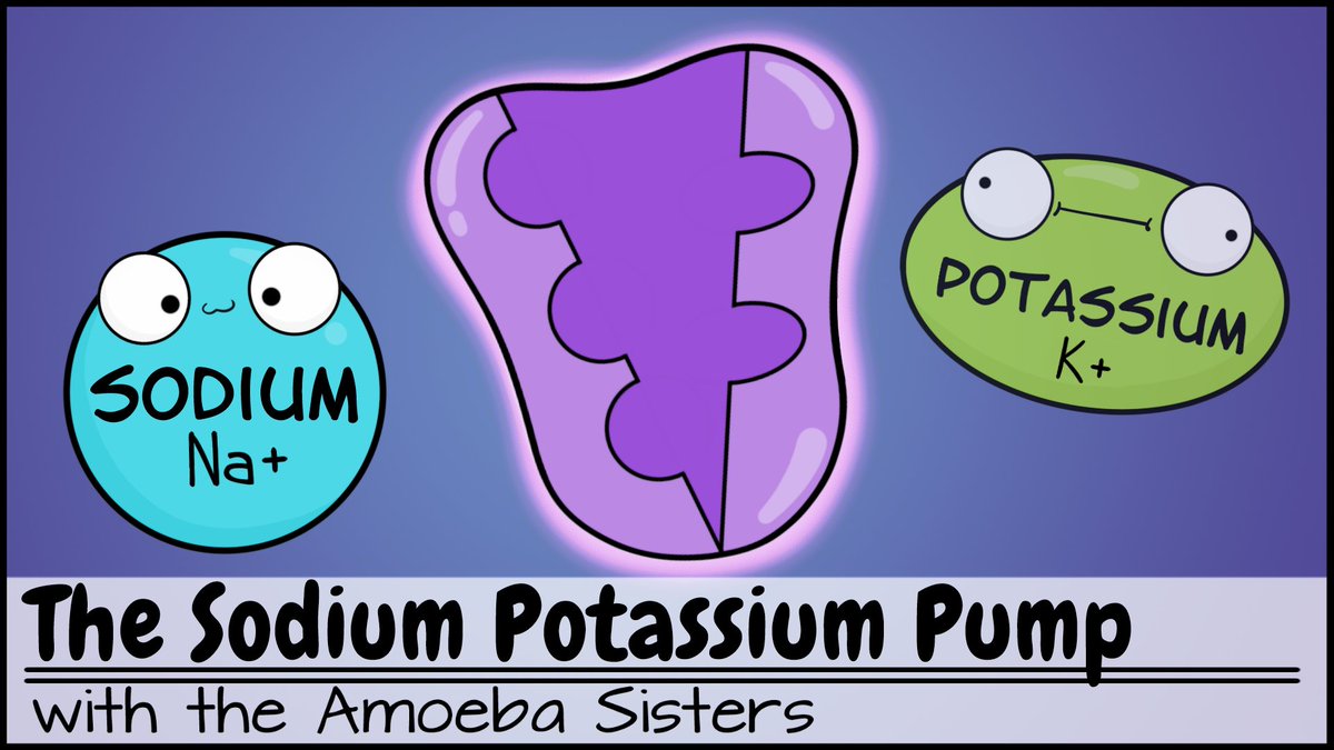 JUST RELEASED our January video on one of our favorite protein pumps: the  Sodium Potassium Pump! 🎉🎉Thank you to our patrons for a great topic  selection. ▶️ https://t.co/qMhw9uEiaO #scicomm #sciencetwitter #biology