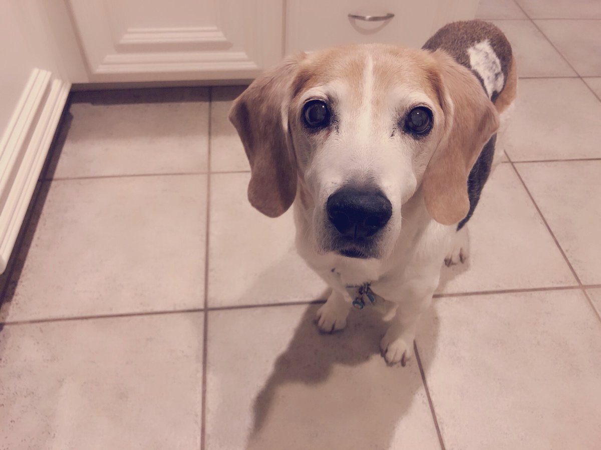 BeaglePasha's tweet photo. The beagle saga started 15 years ago today for my household! M had the beagle bug since she was a little girl thanks to Snoopy but she didn’t know what she was in for up until when I curled on her foot n went home with her that day! #gotchaday #15yearsofbliss #purelove https://t.co/yG4yDWbZNz