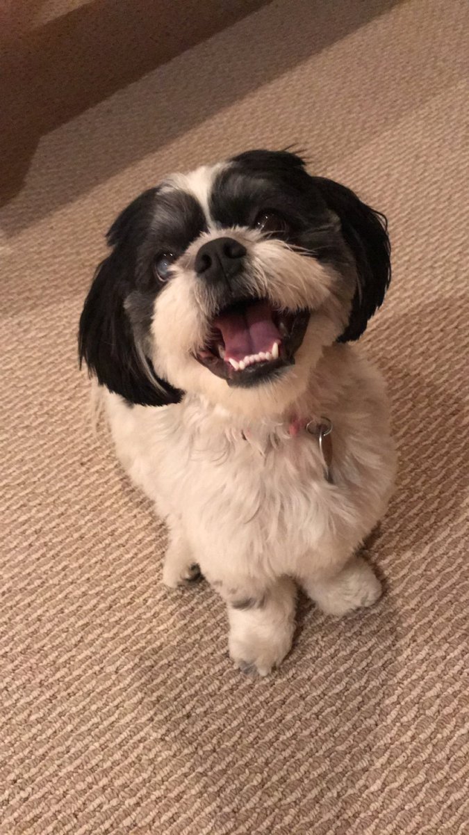 amanda christine tweet media