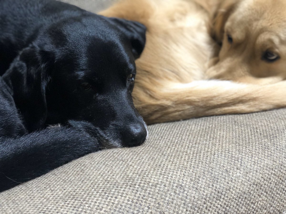 しげ Na Twitteru 黒ラブのコロスケとゴールデンのマッシュは仲良くソファーでリラックス 親バカなのか 可愛すぎてめっちゃ写真を撮りまくってしまいます 見てるだけでほんとたまりませんな 黒ラブ ゴールデンレトリバー ペット 犬 T Co