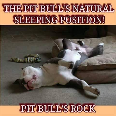 Bklynbby's tweet photo. This is so true. #pittyluv https://t.co/EMw69Uh1oi