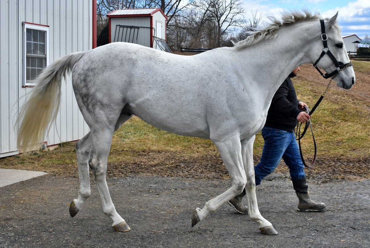 DiamondBFarmPA's tweet photo. The fabulous @Flashbackpa strutting his stuff this past Sunday at our stallion show! https://t.co/rDJ5KyDwzj