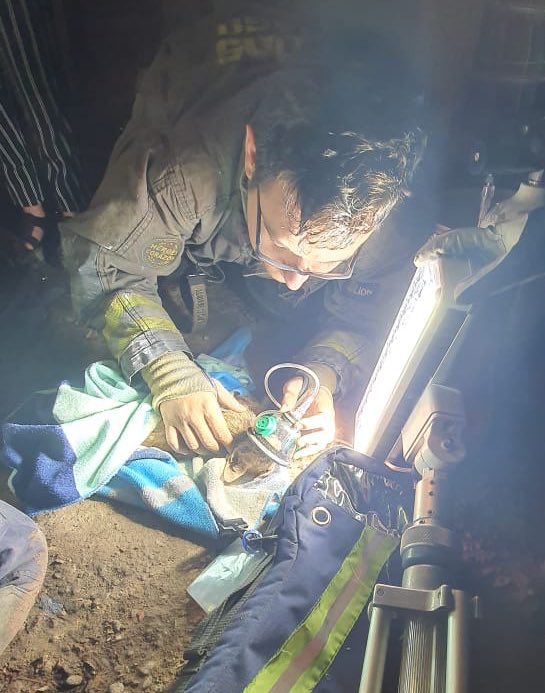 cbsantiago's tweet photo. Q12 @duodecimachile apoyó a @CBQN en #Incendio producido en Sara Gajardo y Pasaje Lo López. Durante labores de extinción, procedieron a rescatar a un felino, el cual fue atendido y se recupera gracias a la atención de los Voluntarios. #CBSemergencias https://t.co/7hW9CCbz0z