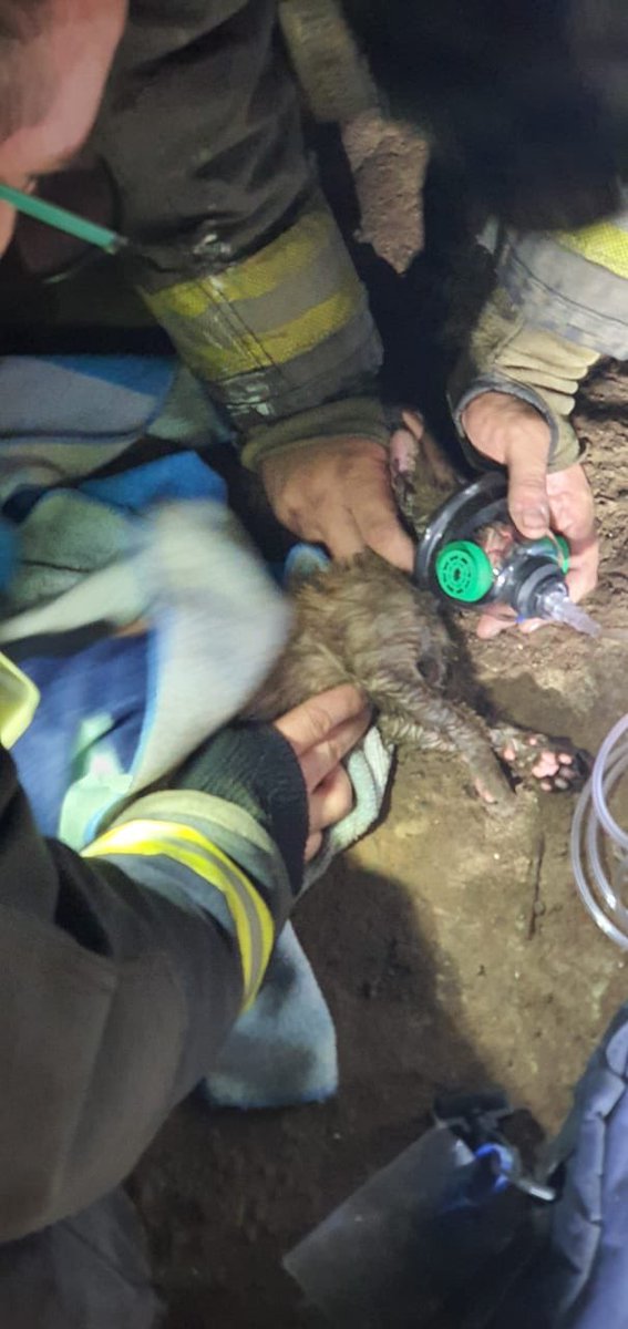 cbsantiago's tweet photo. Q12 @duodecimachile apoyó a @CBQN en #Incendio producido en Sara Gajardo y Pasaje Lo López. Durante labores de extinción, procedieron a rescatar a un felino, el cual fue atendido y se recupera gracias a la atención de los Voluntarios. #CBSemergencias https://t.co/7hW9CCbz0z