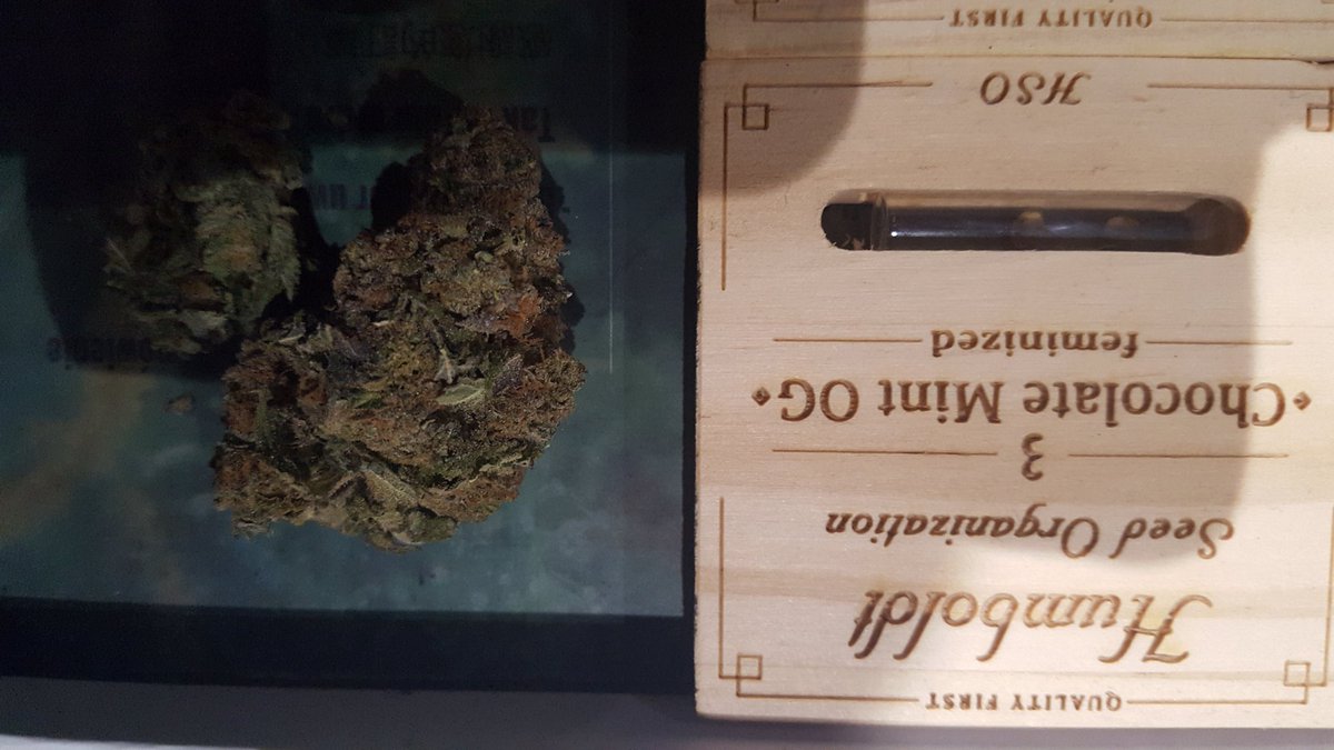 rodders0151's tweet photo. Last harvest 
#chocMintz
#420squad #420friendly #organic #homegrown #scouse #northwestflavours #HighLife https://t.co/3UTRH2W96r