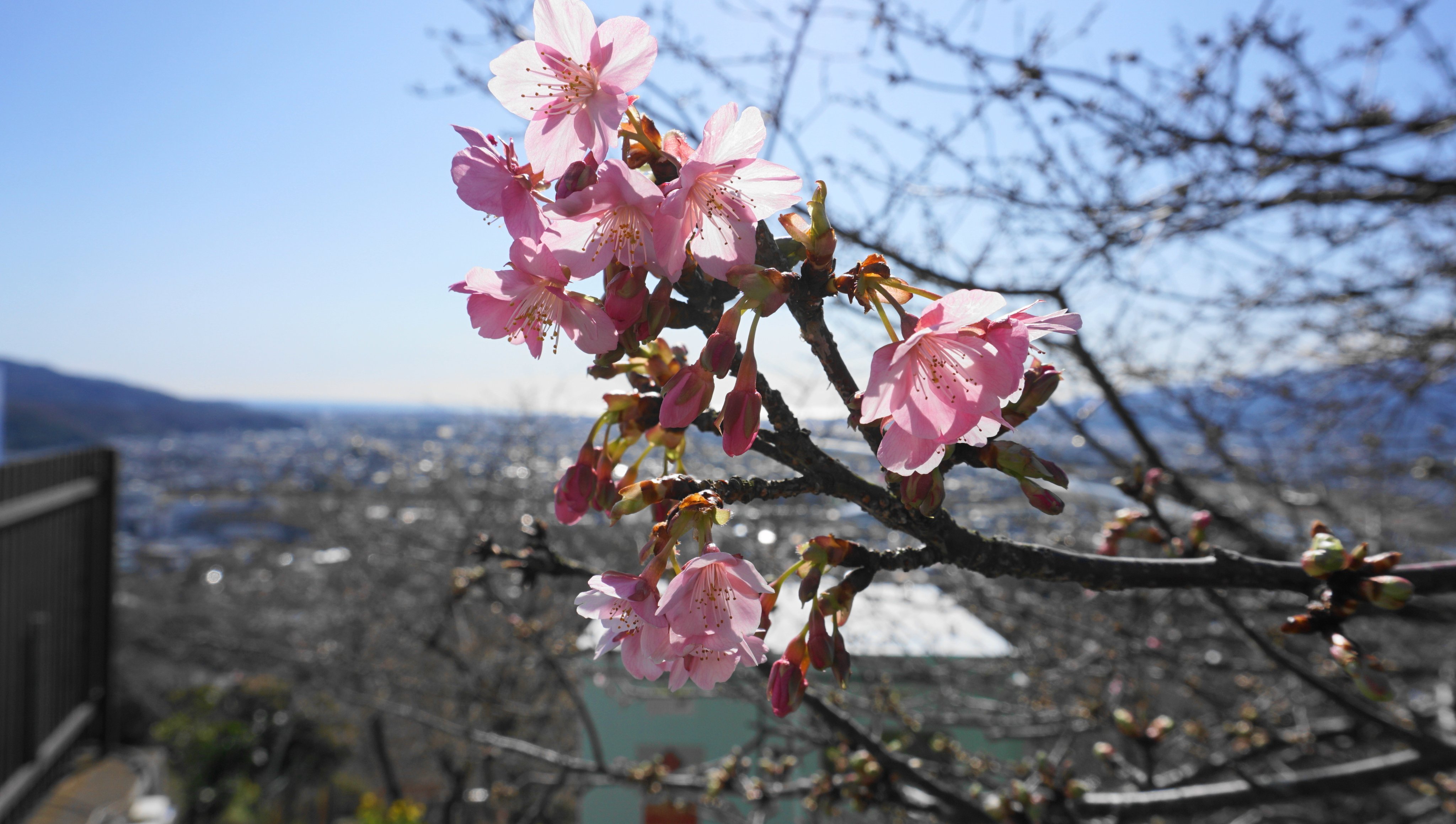 西平畑公園 Pa Twitter 松田町の西平畑公園河津桜の開花状況ですが昨日の暖かさでつぼみがさらに膨らみました 駐車場の河津桜はだいぶ咲いており富士山とうまくコラボしています 西平畑公園 松田山ハーブガーデン 松田町 観光 河津桜 あしがら 足柄 桜まつり