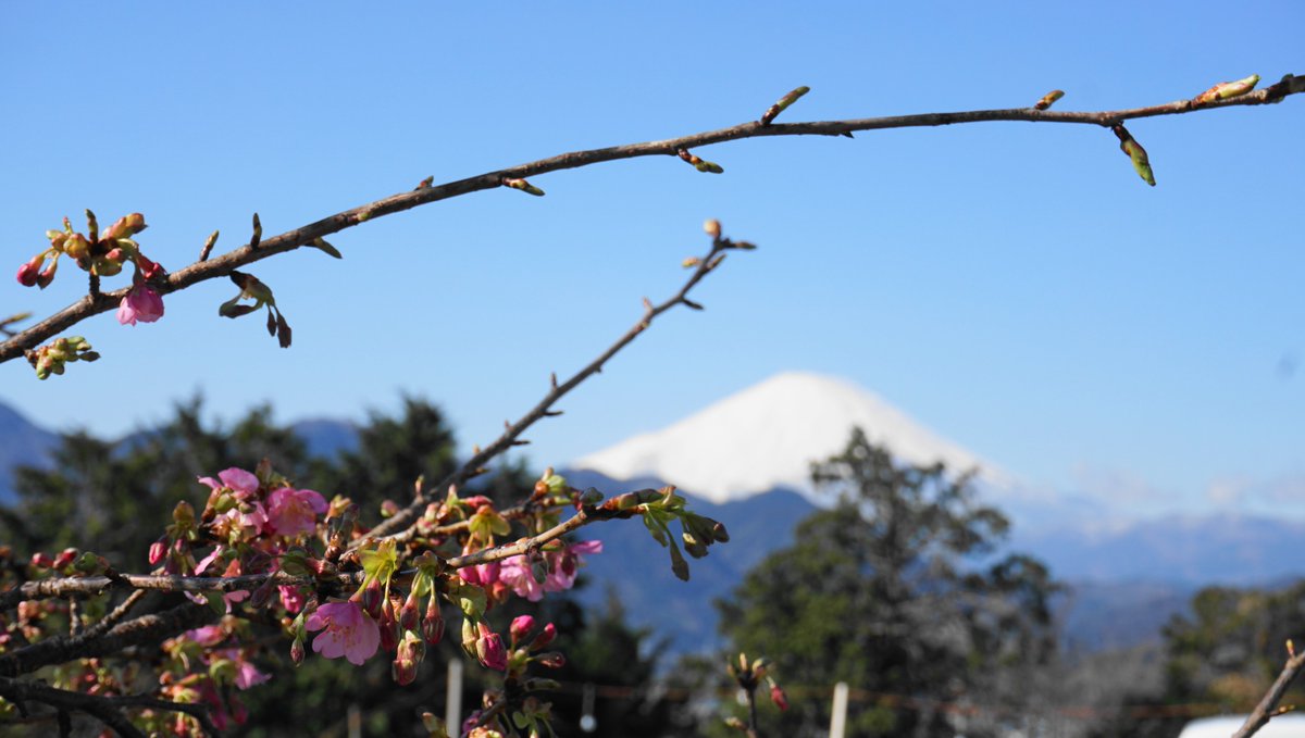 西平畑公園 Pa Twitter 松田町の西平畑公園河津桜の開花状況ですが昨日の暖かさでつぼみがさらに膨らみました 駐車場の河津桜はだいぶ咲いており富士山とうまくコラボしています 西平畑公園 松田山ハーブガーデン 松田町 観光 河津桜 あしがら 足柄 桜まつり