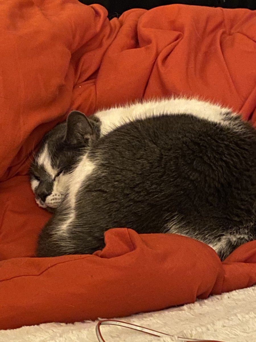 JassyBooks's tweet photo. Watching @OfficialLivePD #PDCams #WatchParty lol ๐ sheโs supposed to watching with me nope ๐๐ป #LivePD #LivePDNation https://t.co/tfeHdtylHo