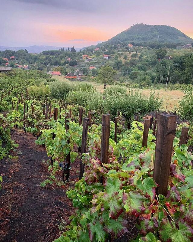 A sunset after the rain few days before the harvest! 🍇🌋🍷 #vino #wine #vinho #sommelier #sicily #sicilia #etna #etnawine #winelover #volcanicwine #biodynamicwine #organicwine #winedistributors #wineimporter #winelife #instawine #harvest #harvest2019 #winetasting #winery #wine…