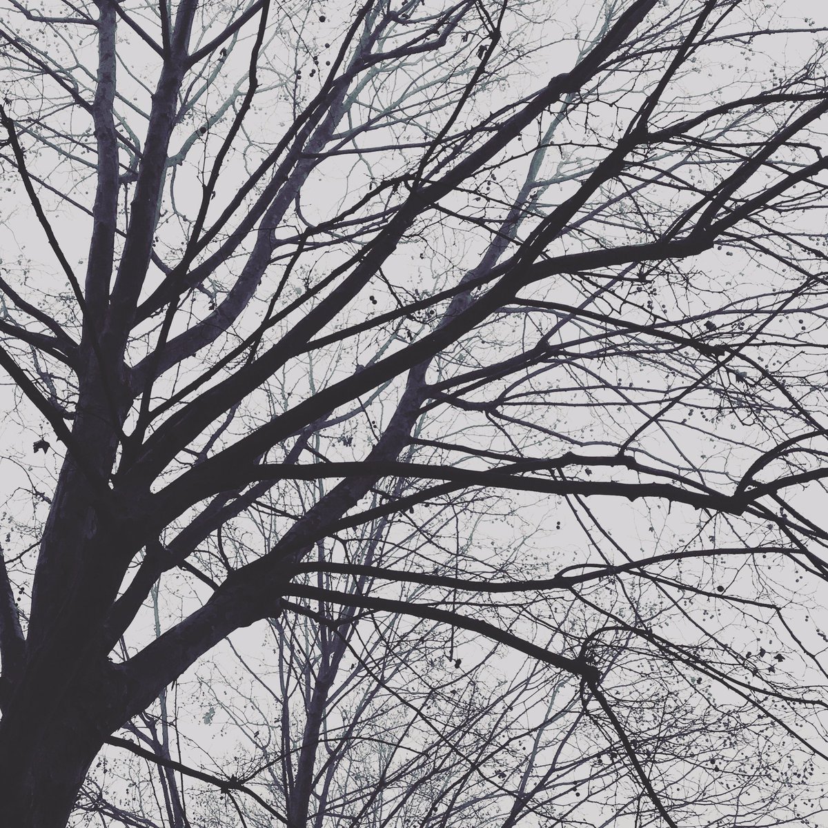 ___AnneB's tweet photo. #SadTree #winter  #jeudiphoto https://t.co/fxfK9pzEIn