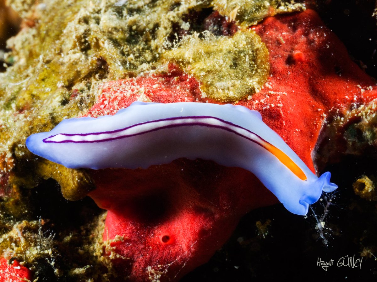 Fiat Worms
#flatworm #nudibranch #scuba #scubadiving #scubadivers #diving #diving #divingphoto #uwphotography #uw #uwp #uwpics #uwphoto #uwphotographer #underwater #iamssi  #wearessi #wearessiturkey #ssidenizli #wearessiturkiye #underwater_world #underwaterphoto @ssidenizli