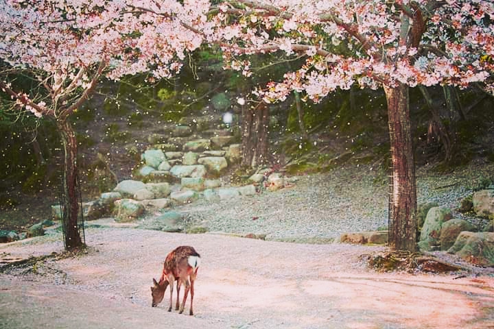 Japan_ication's tweet photo. Are you ready for the cherry blossom season? 🌸 

#japanication #welovejapan #japan #japanese #nara #park #cherryblossom #sakura https://t.co/FyUQfPDaLR