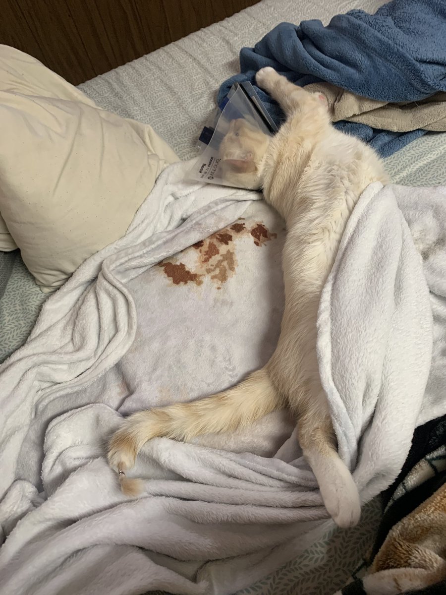 CatNamedBean's tweet photo. This spoiled ass cat lol he’s also in his private heating pad. 😂🐱 how spoiled are your babies?! 
.
.
.
#spoiledasscat #spoiledrotten https://t.co/Sc9T9tqrzf