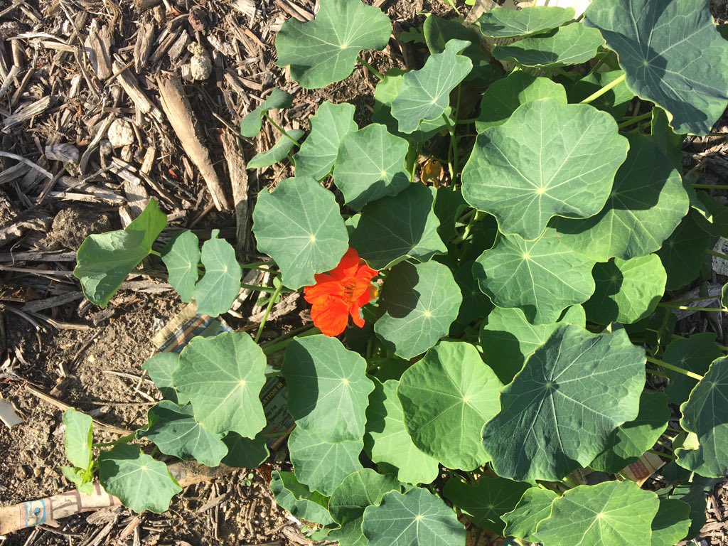 deangeloscience's tweet photo. Spring in full swing in the Desert Ridge Academy garden! #DRAleadstheway #DSUSDpride @DesertSandsUSD https://t.co/vt29VrY7PK