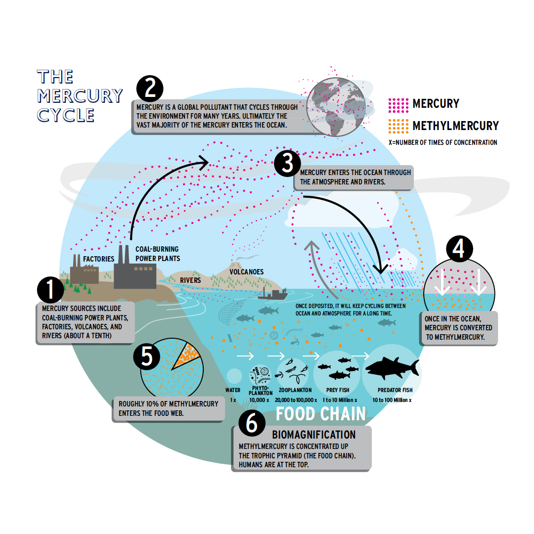 FUNNELINC's tweet photo. As mercury regulations become endangered, we are reminded of this graphic we created for Harvard Magazine, where we visualize the school's Cabot Environmental Scientist Elsie Sunderland’s warnings about the obscure but powerful role of mercury/methylmercury in the atmosphere. https://t.co/yyX6qOLfUA
