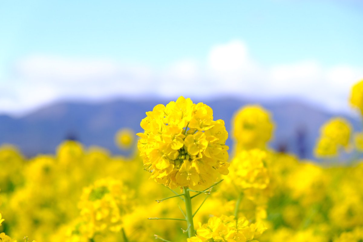 fumityu1204's tweet photo. 久しぶりの投稿！菜の花綺麗やった✨
#カメラ好きな人と繋がりたい 
#写真好きな人と繋がりたい 
#写真撮ってる人と繋がりたい 
#カメラ初心者 
#カメラ友達募集
#滋賀
#菜の花 https://t.co/HaJiCiyFXb