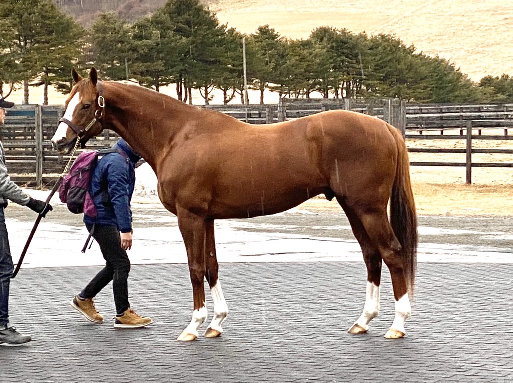 yanofarm1's tweet photo. 今朝、カリフォルニアクロームの出迎えにアロースタッドへ。
手先が軽く芝への対応も可能な馬だと思います。
弊社では2頭の繁殖牝馬に配合する予定。1頭は重賞で活躍したダイワドレッサーを予定。ディープ牝馬に配合しても面白そうです。 https://t.co/gdIvRvPakZ