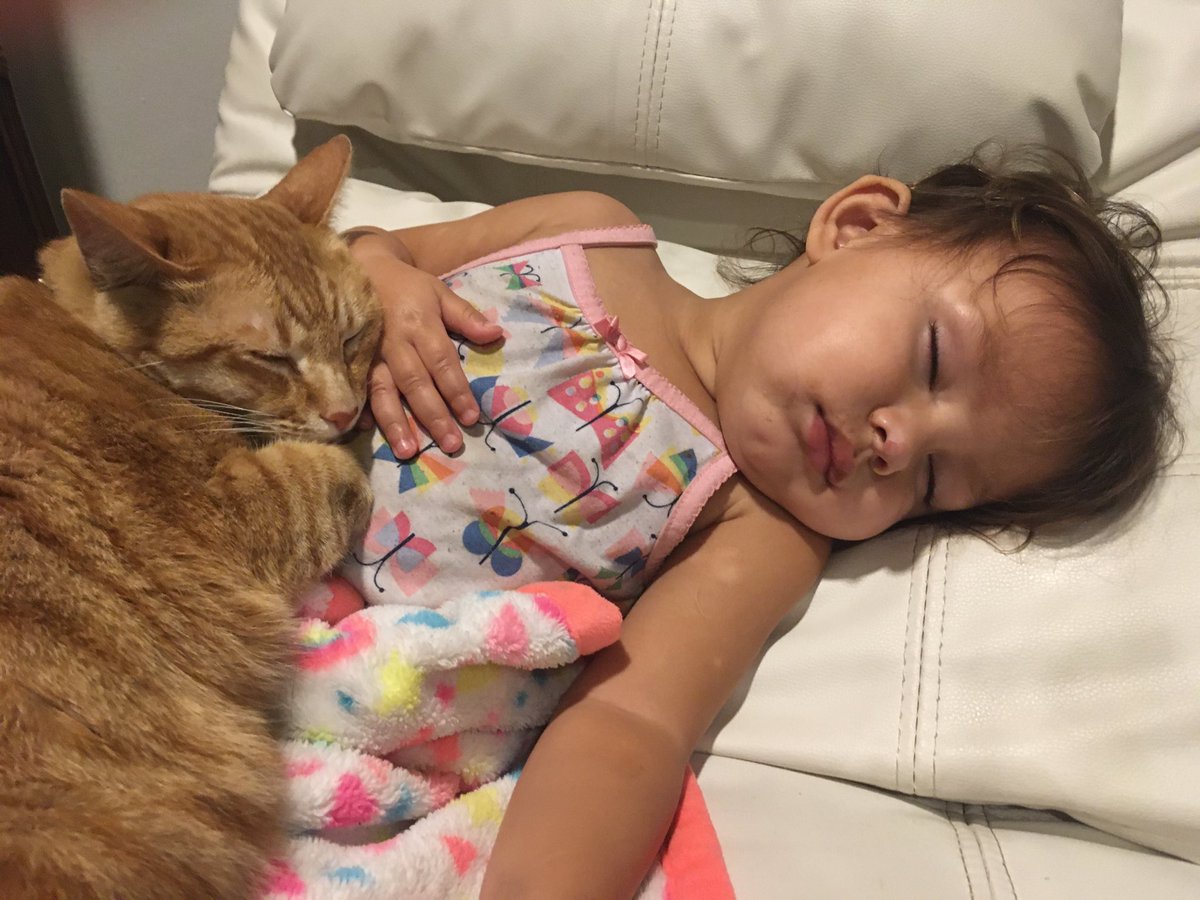 richocampo's tweet photo. Granddaughter Aaliyah fast asleep with her kitty. What a great gift to see the love of her cat for her. https://t.co/UyQA8Oq5Yw